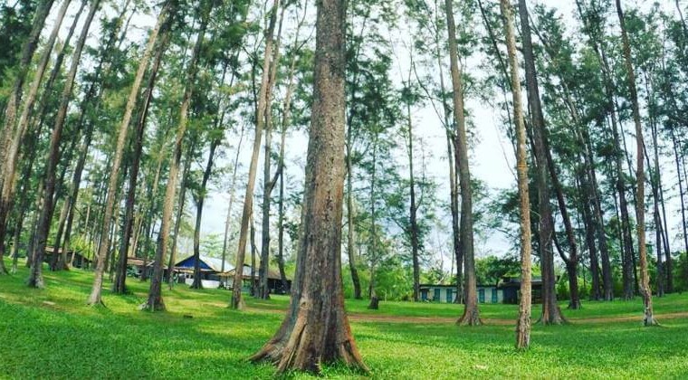Hutan Pinus Samboja, Kalimantan Timur - KAWASAN.info